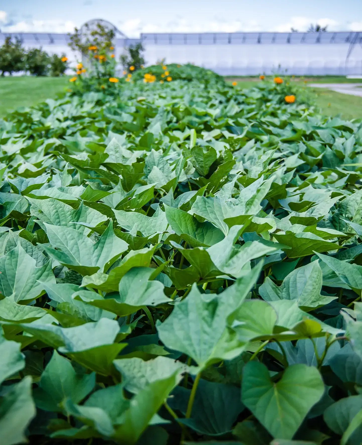 Sweet Potatoes