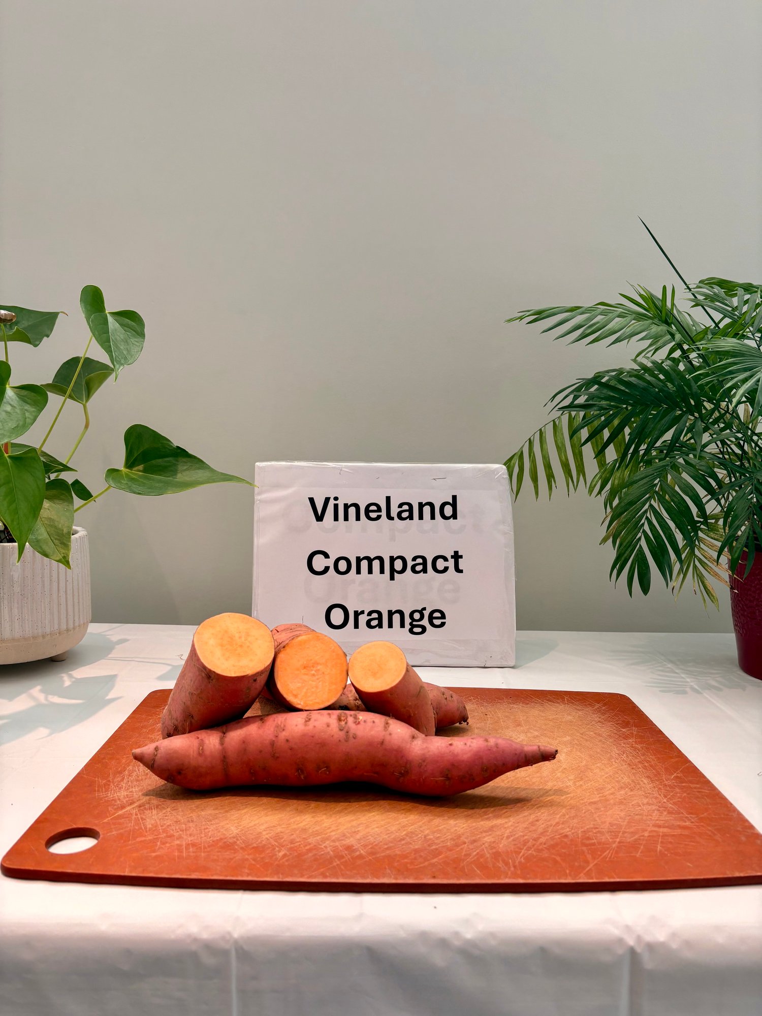 VINELAND COMPACT ORANGE