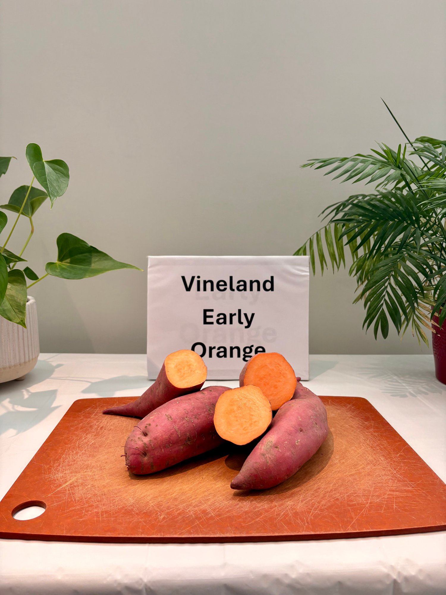 VINELAND EARLY ORANGE