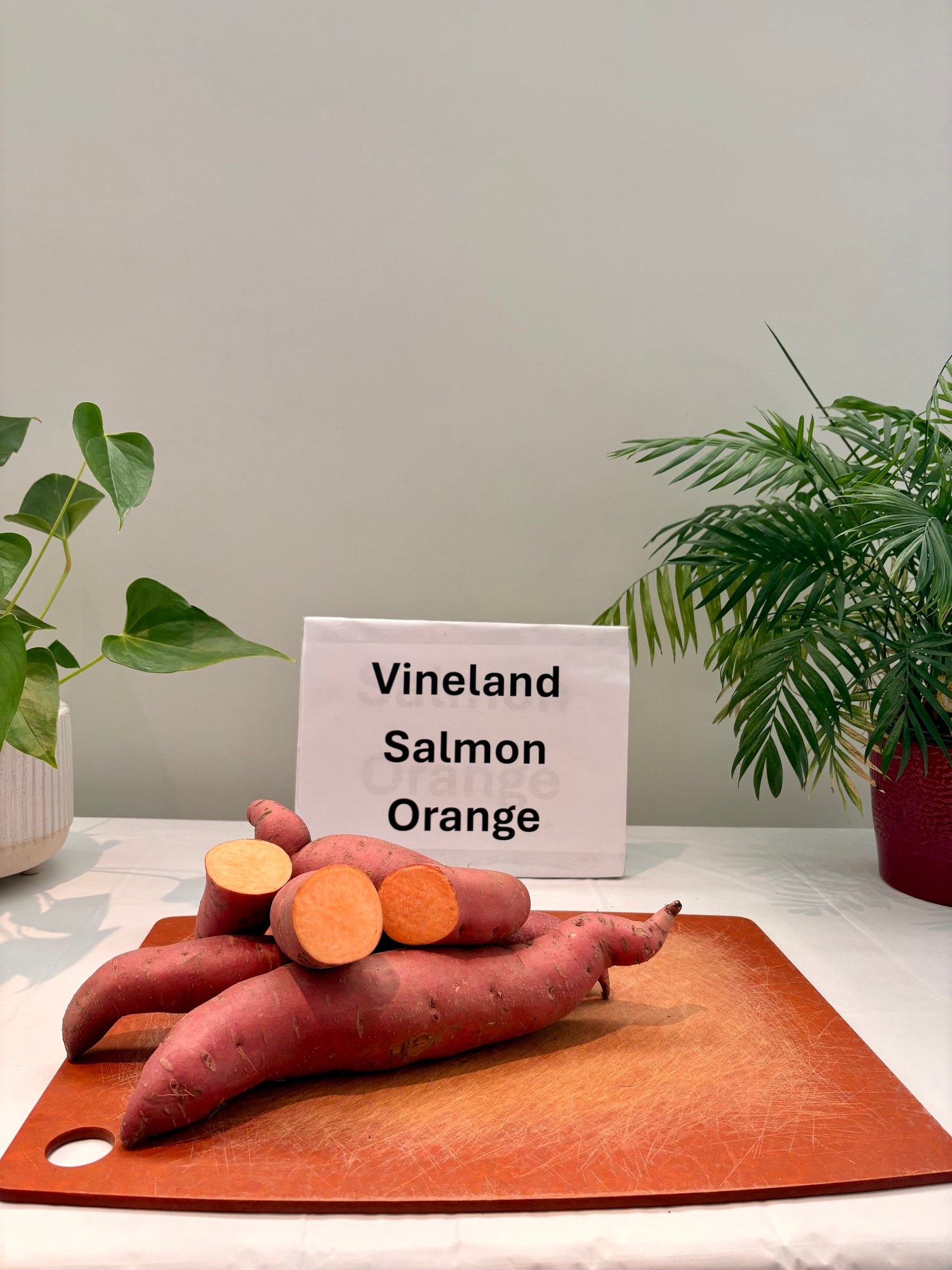VINELAND SALMON ORANGE